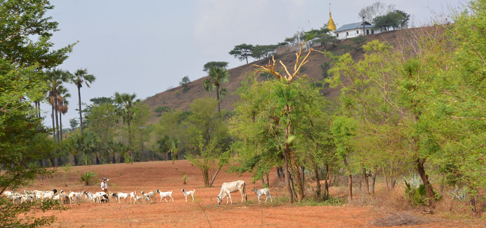 train-featured-goats