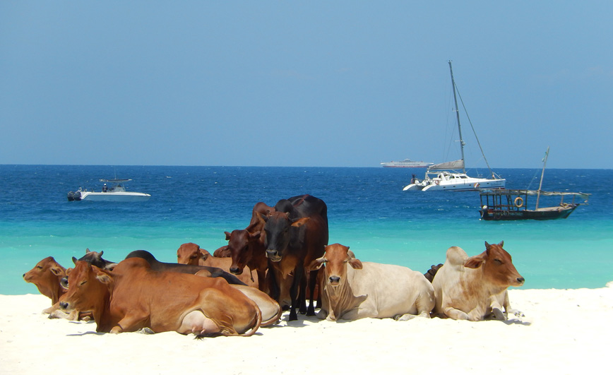 cows-zanzibar